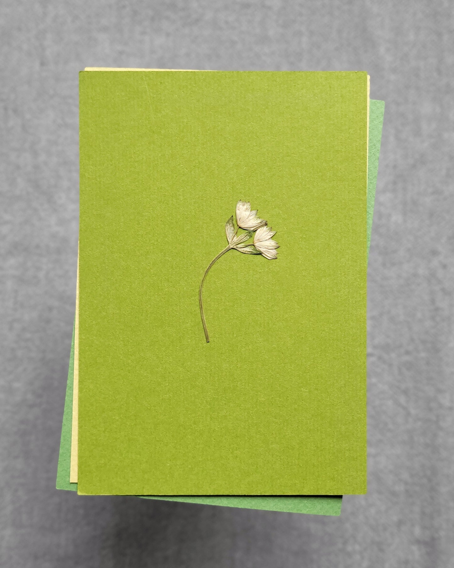 PASTELE - no.02