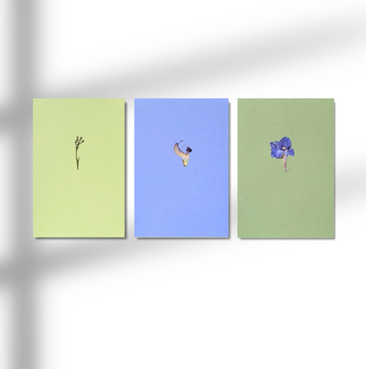 PASTELE - no.06